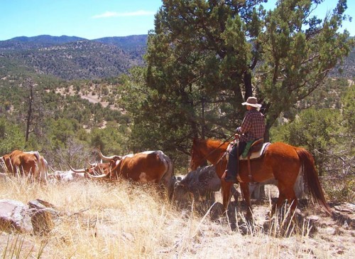 Cowgirl on Horseback Herding Cattle