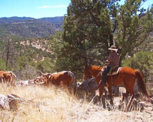 Cowgirl on Horseback Herding Cattle