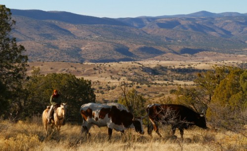 Elke Duerr Gathering Steers