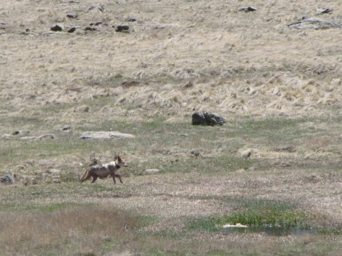 Mexican Gray Wolf Hawks Nest Alpha Female by Jean Ossorio