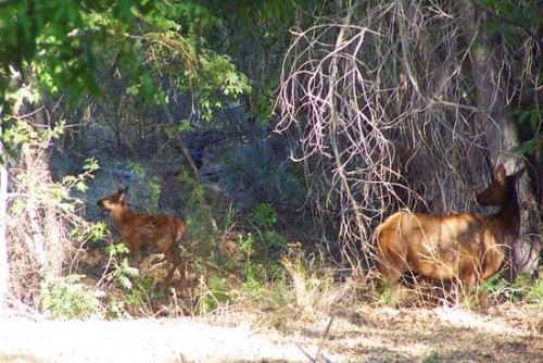 Cow Elk and Calf in Eagle Creek Riparian