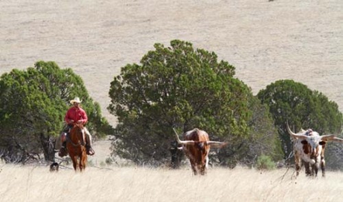 Cowboy Jeremy and Cowdog Herding Cattle