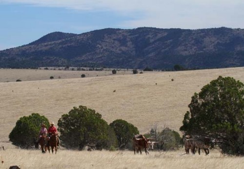 Cowboy and Cowgirl Herding Cattle Near Wallow Fire Area