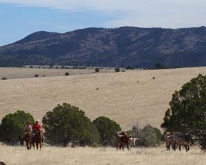 Cowboy and Cowgirl Herding Cattle Near Wallow Fire Area