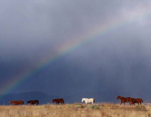 Horses Under Rainbow during Monsoons