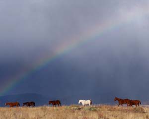 Horses Under Rainbow during Monsoons
