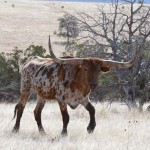 Missing Texas Longhorn Steer