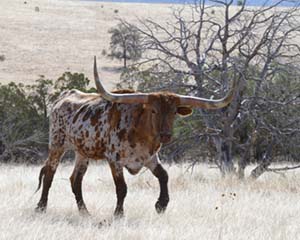 Missing Texas Longhorn Steer