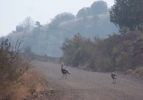 Wild Turkey in Wallow Fire Smoke