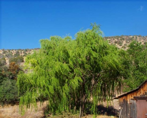 Wind Blown Willow and Barn