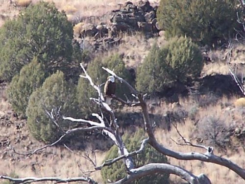 American Bald Eagle in Snag