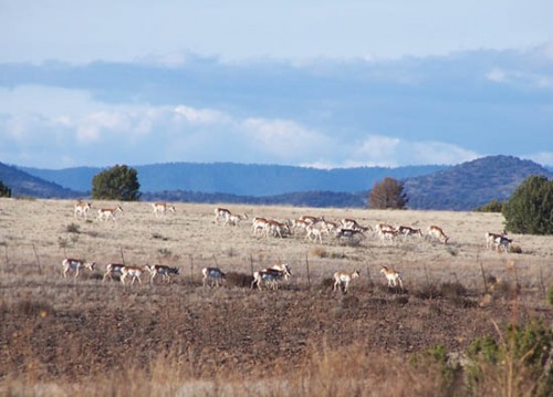 Antelope Crossing a Barbed Wire Fence