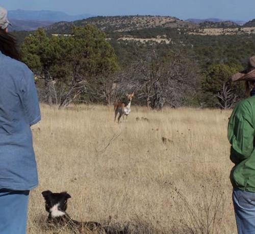 Two Ladies, Dale, and an Antelope