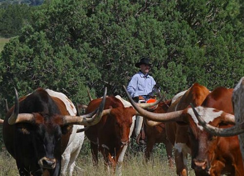 Cowboy Karl Gatherin the Longhorns