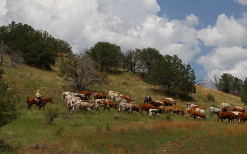 Cowgirl Stacey Herding Longhorns