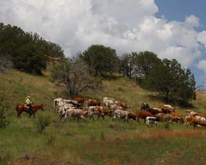 Cowgirl Stacey Herding Longhorns