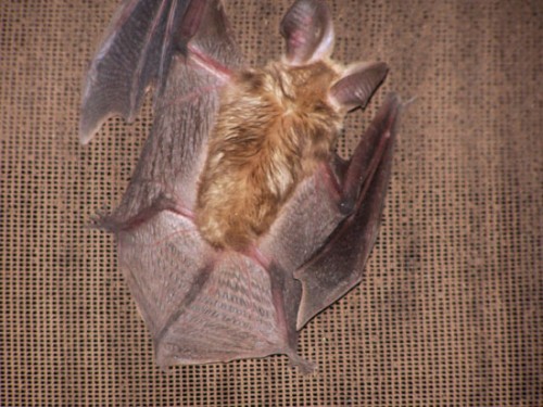 Resident Bat on Ceiling