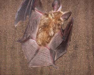 Resident Bat on Ceiling
