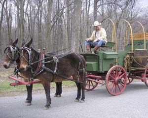 Cowboy on Chuckwagon Pulled by Mules