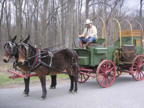 Cowboy on Chuckwagon Pulled by Mules