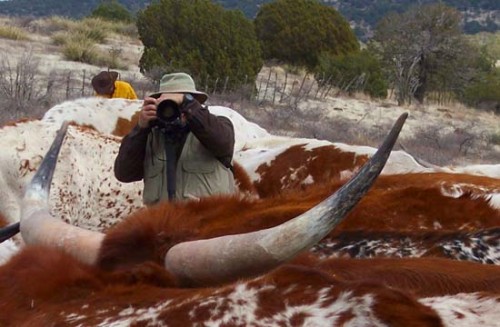 Getting Close-Up with the Longhorns