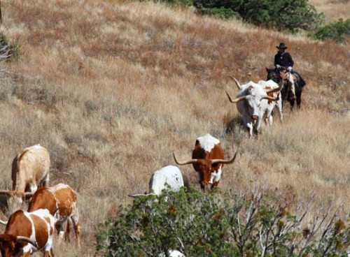 Throwin a Cattle Drive Together