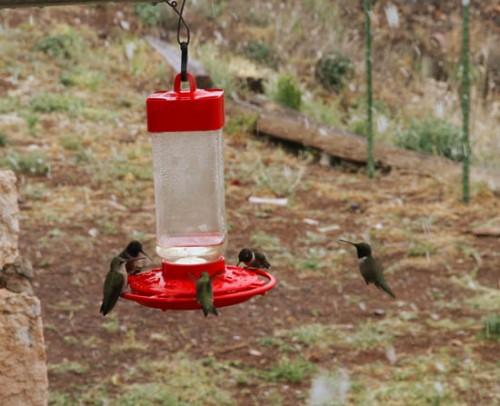 Hummingbirds Feast at Feeder