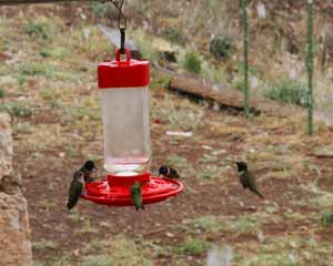 Hummingbirds Feast at Feeder