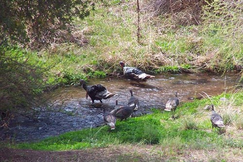 Wild Turkeys Crossing Eagle Creek