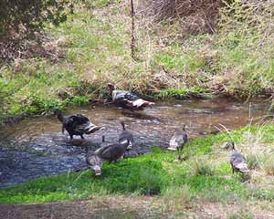 Wild Turkeys Crossing Eagle Creek