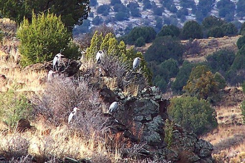 Great Blue Herons Overlooking Eagle Creek