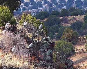 Great Blue Herons Overlooking Eagle Creek