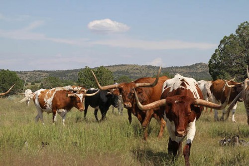 Colorful Grass-Fed Texas Longhorn Steers For Sale