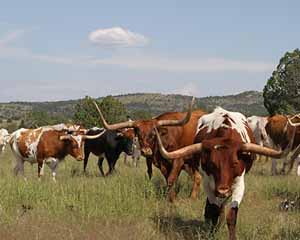 Colorful Grass-Fed Texas Longhorn Steers For Sale