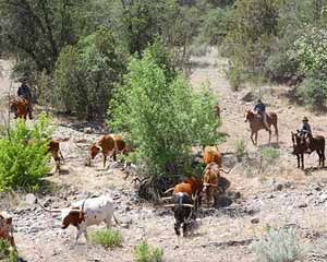 Horseback Riding Vacation - Herdin' Cattle in the Brush Country