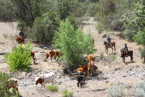 Horseback Riding Vacation - Herdin' Cattle in the Brush Country