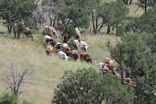 Our Texas Longhorns Looking for a New Home