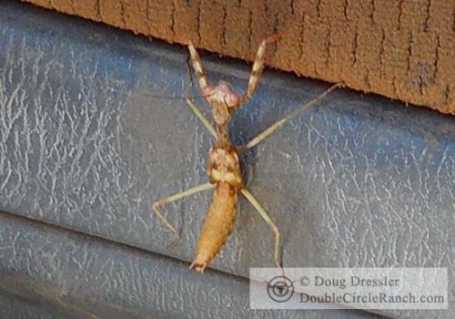 Mystery Bug - Tailless Vinagaroon?