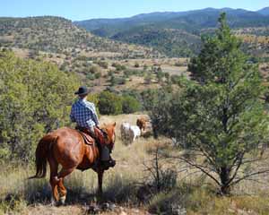 Cowboy Lee Herding the Steers