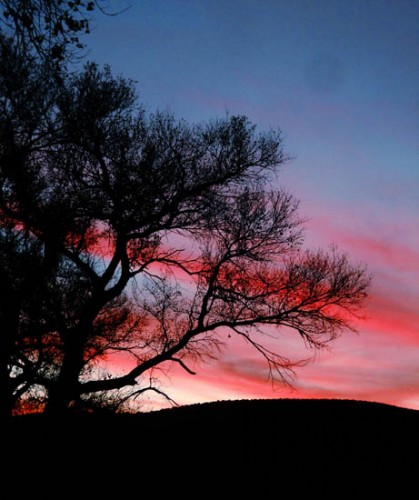 Tree Silhouetted at Twilight on the Ranch