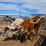 Double Circle Ranch Trophy Steers