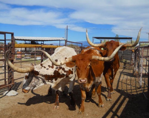Double Circle Ranch Trophy Steers