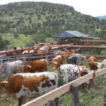 Longhorn Steers in Pens Ready-to-Ship