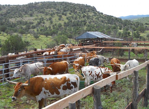 Longhorn Steers in Pens Ready-to-Ship