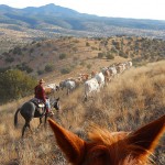 The Last Cattle Drive for Double Circle Longhorns