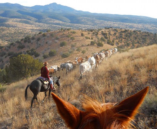 The Last Cattle Drive for Double Circle Longhorns